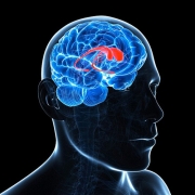 ابتلا به آلزایمر را با بازی های کامپیوتری کاهش دهید